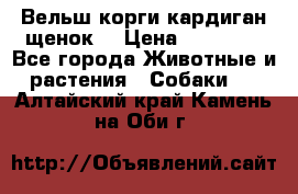 Вельш корги кардиган щенок  › Цена ­ 35 000 - Все города Животные и растения » Собаки   . Алтайский край,Камень-на-Оби г.